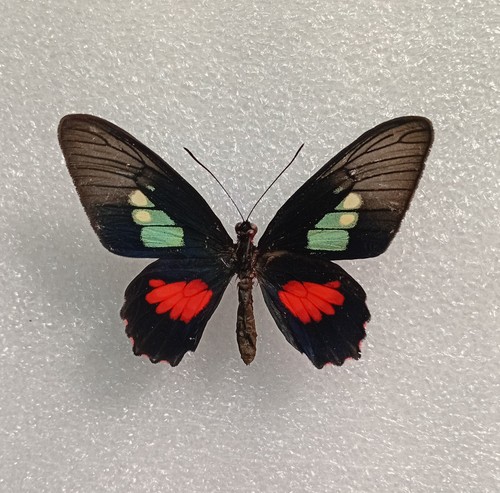 Parides eurimedes butterfly - eurimedes,