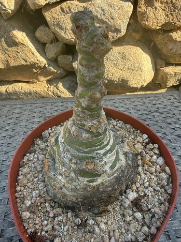 Fouquieria fasciculata - fouquieria,