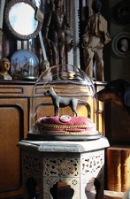 "In Memory of Jacko" The Champion Ratter c.1850 Taxidermy Dog Interest Antique 