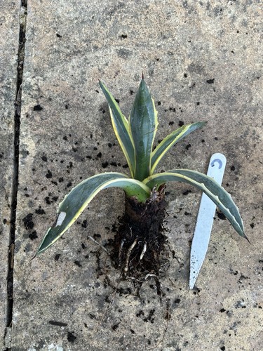 Agave americana variegated - agave,