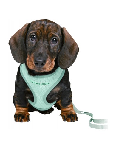 Trixie junior puppy - trixie,