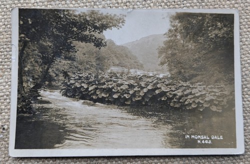Monsal dale bog rhubarb - in, dale,