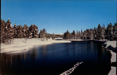 Winter snow buffalo - winter,