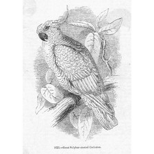 BIRDS Great Sulphur Crested Cockatoo - Antique Print 1856