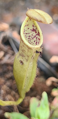 Nepenthes burbidgeae - , x