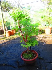 32inch inc. pot OUTDOOR Bonsai
