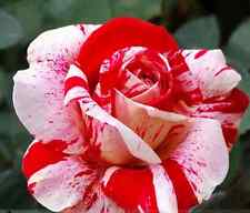 White Light Red Blood Rose