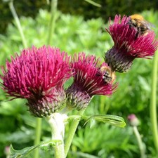 Cirsium rivulare