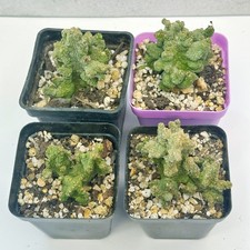 Pseudolithos Caput-Viperae