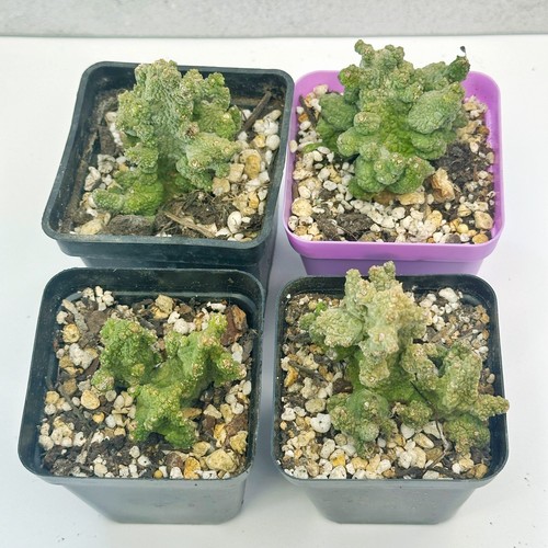 Pseudolithos caput viperae - pseudolithos, caput-viperae