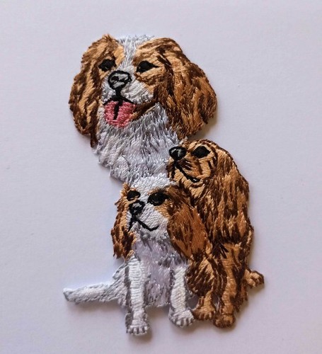 Cavalier king charles spaniel - charles,