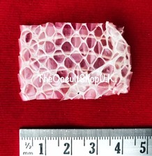 COBRA Snake Skin Shed -