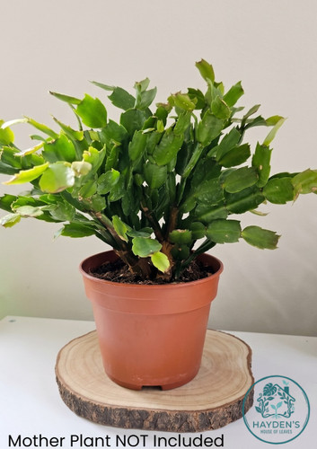 Christmas cactus cuttings - christmas, |