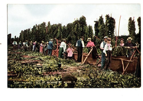 Farming hop picking set of - hop,