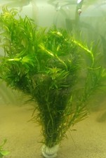 Elodea densa Aquarium Plant