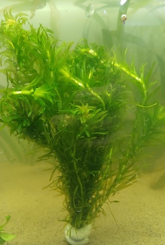 Elodea densa aquarium - densa,