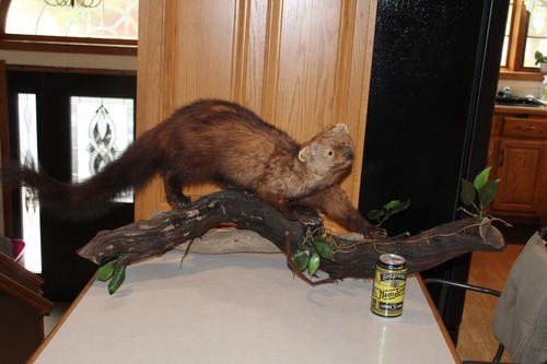 Fisher mount taxidermy - fisher,