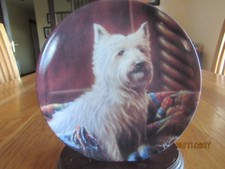 WEST HIGHLAND TERRIOR DOG