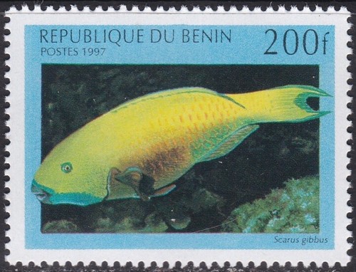 Specimen benin sc1049 marine - sc1049,