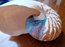 RARE - LARGE NATURAL NAUTILUS