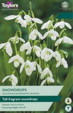Galanthus woronowii - Fragrant Giant Snowdrops - Spring Flowering - 35 Bulbs