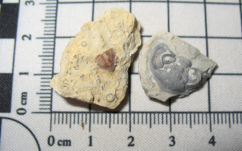 Ordovician trilobite fossil - trilobite,
