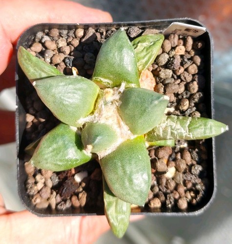Ariocarpus furfuraceus - ariocarpus,