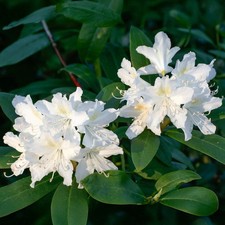 Rhododendron Cunninghams White Hardy Evergreen Bushy Garden Shrub Plant in Pot