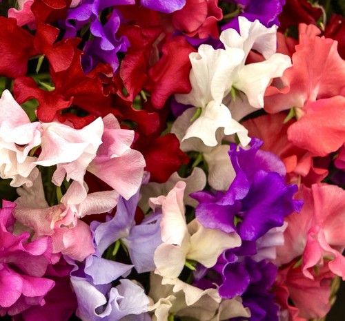 30x sweet pea - sweet, old