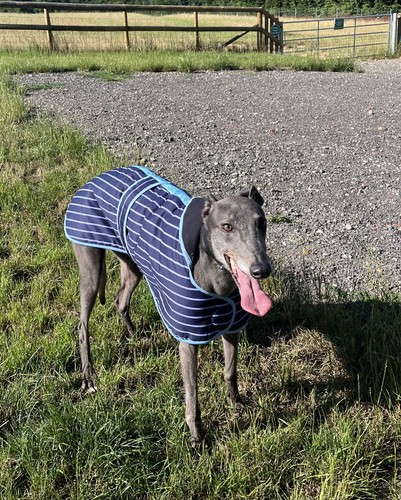 Blue greyhound coat new - blue,