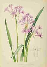 A4 Photo Lansdell KA 1921