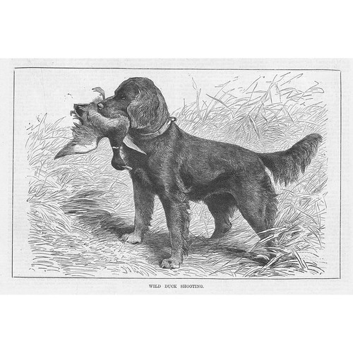 Wild duck shooting dog - shooting,