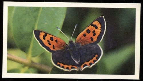 Tobacco card doncella - card,,