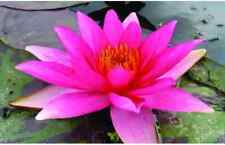 Nymphaea "Lucida" Premium Water Lily Pond Plant