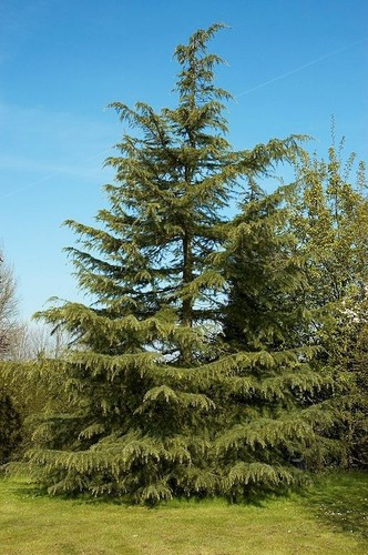 Cedrus deodara himalayan - cedrus, cedar