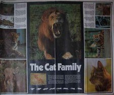 'THE CAT FAMILY' POSTER LION