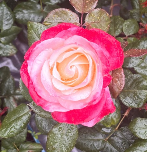 Rose nostalgia shrub litre - rose,