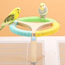 Bird perches pole parrot - bird,