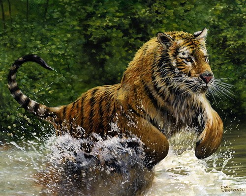 Wet wild tiger limited - wild,