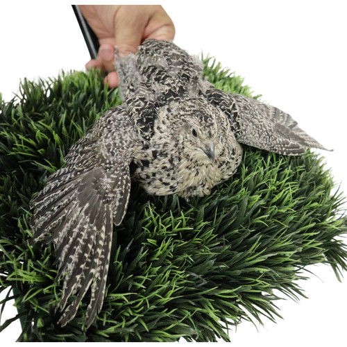 Calico quail hatching - quail, eggs