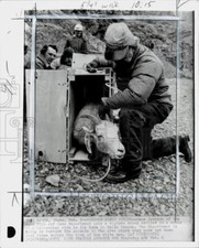 1975 Press Photo Gene Jackson & fixes a bighorn sheep to a crate in Boise, Idaho