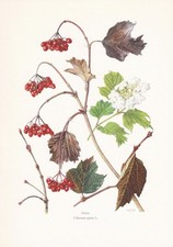 1960 GUELDER ROSE Print -