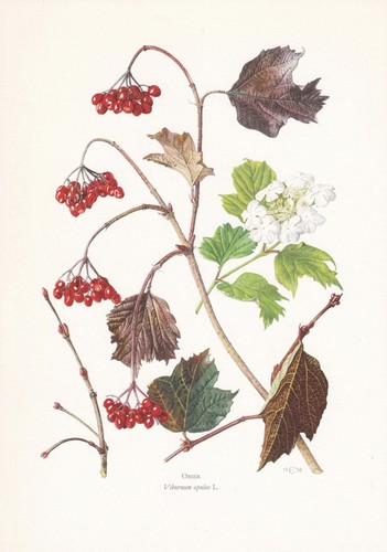 1960 guelder rose print - guelder,