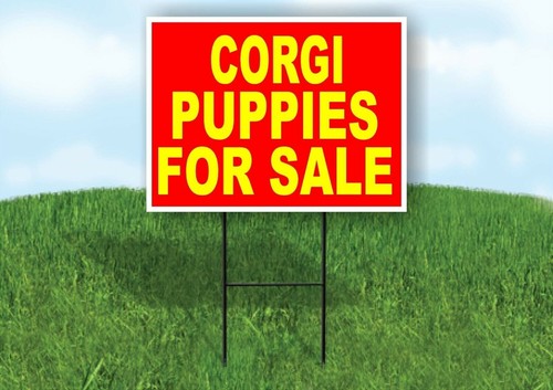 Corgi puppies for sale - for, yellow