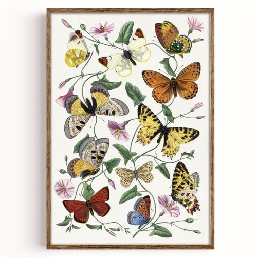 Antique butterfly moth - antique, print