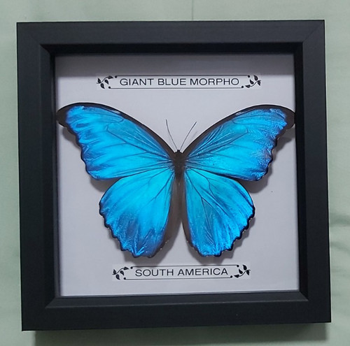 Taxidermy real framed giant - real,