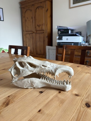 Spinosaurus aegypticus skull - spinosaurus,