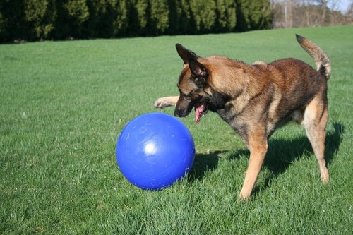 Jolly pets push play dog - pets, toy