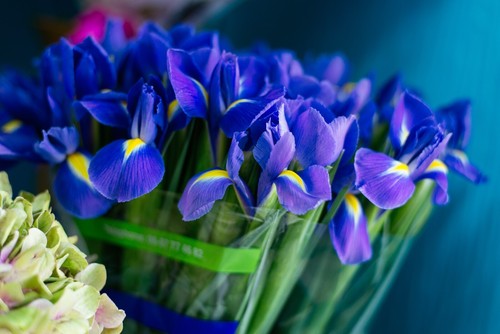 Dutch iris blue magic bulbs - magic,