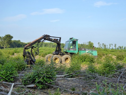 Photo 6x4 forestry - photo,